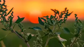 Zachód słońca na wschodnich obrzeżach Kętrzyna, sierpień 2023 r. - zdjęcie 8