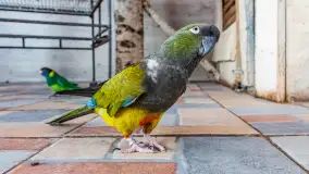 Zdjęcia: Odkryj Niezwykłe Zimowe Ferie w Papugarni Mazury! - zdjęcie 3