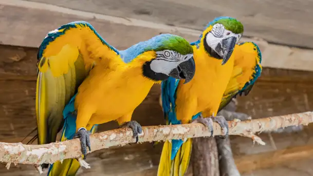 Zdjęcia: Odkryj Niezwykłe Zimowe Ferie w Papugarni Mazury! - zdjęcie 8