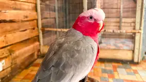 Zdjęcia: Odkryj Niezwykłe Zimowe Ferie w Papugarni Mazury! - zdjęcie 13