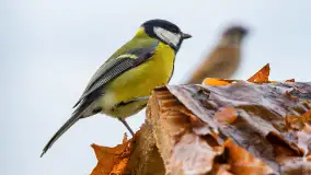 Redakcyjny karmnik sprawdził się zimą, styczeń 2024 r. - zdjęcie 26