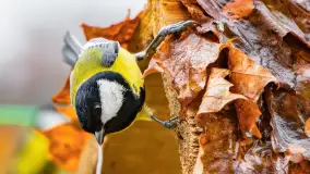 Redakcyjny karmnik sprawdził się zimą, styczeń 2024 r. - zdjęcie 24