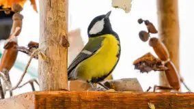 Redakcyjny karmnik sprawdził się zimą, styczeń 2024 r. - zdjęcie 23