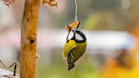 Redakcyjny karmnik sprawdził się zimą, styczeń 2024 r. - zdjęcie 3