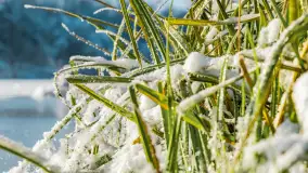 Zimowa rzeka Dajna niedaleko Wilkowa, styczeń 2024 r. - zdjęcie 7