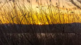 Wschód słońca z resztkami zimy nad jeziorem Siercze, styczeń 2024 r. - zdjęcie 28