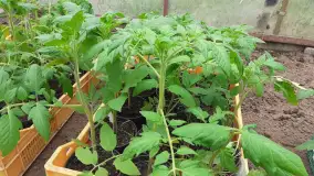 Lokalne produkty z Mazurskiego Gospodarstwa Ekologicznego Barbary Niedziejko. - zdjęcie 7