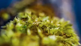 Mazurska przyroda w połowie marca 2024 r. - zdjęcie 27