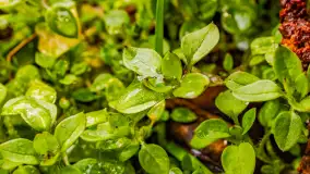 Mazurska przyroda w połowie marca 2024 r. - zdjęcie 29