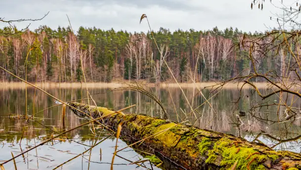 Mazurska przyroda w połowie marca 2024 r.