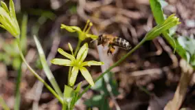 Mamy dowody na rozkwit wiosny na Mazurach, końcówka marca 2024 r. - zdjęcie 25