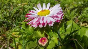 Mamy dowody na rozkwit wiosny na Mazurach, końcówka marca 2024 r. - zdjęcie 4