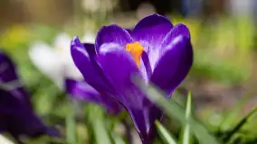 Mamy dowody na rozkwit wiosny na Mazurach, końcówka marca 2024 r. - zdjęcie 10