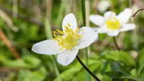 Mamy dowody na rozkwit wiosny na Mazurach, końcówka marca 2024 r. - zdjęcie 15