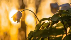 Wiosenne kadry o zachodzie słońca, koniec marca 2024 r. - zdjęcie 2