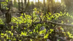 Wiosna i zachód słońca na półwyspie Kula, kwiecień 2024 r. - zdjęcie 27