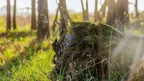 Wiosna i zachód słońca na półwyspie Kula, kwiecień 2024 r. - zdjęcie 35