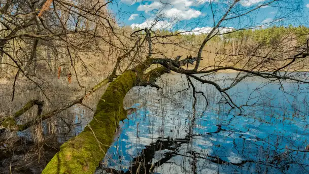 Wiosna i polana Wydra przy jeziorze Tyrkło, marzec 2024 r.