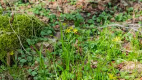 Wiosna i polana Wydra przy jeziorze Tyrkło, marzec 2024 r. - zdjęcie 19