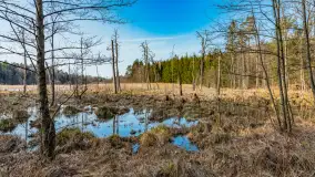 Wiosna nad niewielkim, mazurskim jeziorkiem, marzec 2024 r. - zdjęcie 22