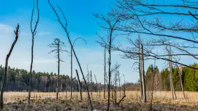 Wiosna nad niewielkim, mazurskim jeziorkiem, marzec 2024 r. - zdjęcie 17