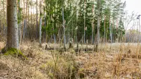 Wiosna nad niewielkim, mazurskim jeziorkiem, marzec 2024 r. - zdjęcie 27