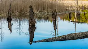 Wiosna nad niewielkim, mazurskim jeziorkiem, marzec 2024 r. - zdjęcie 5