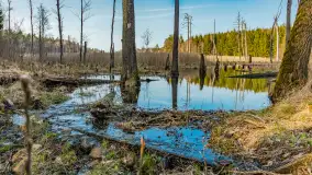 Wiosna nad niewielkim, mazurskim jeziorkiem, marzec 2024 r. - zdjęcie 15