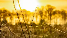 Mazurskie pajęczyny o wschodzie słońca nad jeziorem Dobskim - zdjęcie 46