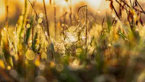 Mazurskie pajęczyny o wschodzie słońca nad jeziorem Dobskim - zdjęcie 6