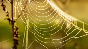 Mazurskie pajęczyny o wschodzie słońca nad jeziorem Dobskim - zdjęcie 22