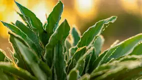 Mazurskie pajęczyny o wschodzie słońca nad jeziorem Dobskim - zdjęcie 20