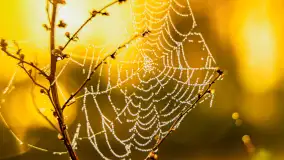 Mazurskie pajęczyny o wschodzie słońca nad jeziorem Dobskim - zdjęcie 8