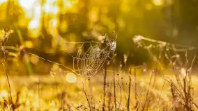Mazurskie pajęczyny o wschodzie słońca nad jeziorem Dobskim - zdjęcie 42