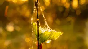 Mazurskie pajęczyny o wschodzie słońca nad jeziorem Dobskim - zdjęcie 45