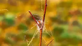 Mazurskie pajęczyny o wschodzie słońca nad jeziorem Dobskim - zdjęcie 39