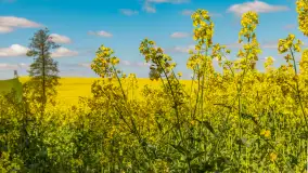 Mazury pełne żółtego koloru, pola rzepaku, maj 2024 r. - zdjęcie 21