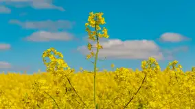 Mazury pełne żółtego koloru, pola rzepaku, maj 2024 r. - zdjęcie 24