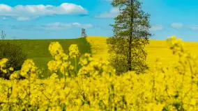 Mazury pełne żółtego koloru, pola rzepaku, maj 2024 r. - zdjęcie 33