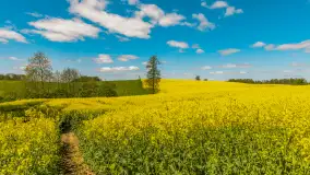 Mazury pełne żółtego koloru, pola rzepaku, maj 2024 r. - zdjęcie 1