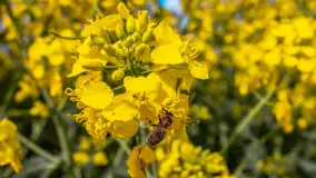 Mazury pełne żółtego koloru, pola rzepaku, maj 2024 r. - zdjęcie 18