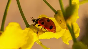 Mazury pełne żółtego koloru, pola rzepaku, maj 2024 r. - zdjęcie 12