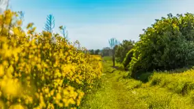 Mazury pełne żółtego koloru, pola rzepaku, maj 2024 r. - zdjęcie 13