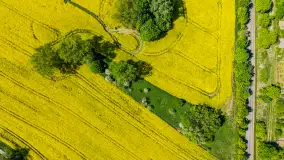 Rzepakowe pola widoczne z lotu ptaka, maj 2024 r. - zdjęcie 18