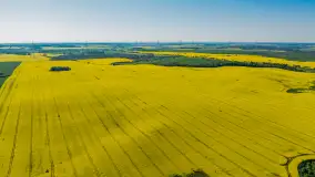 Rzepakowe pola widoczne z lotu ptaka, maj 2024 r. - zdjęcie 54