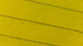 Rzepakowe pola widoczne z lotu ptaka, maj 2024 r. - zdjęcie 47