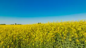 Rzepakowe pola widoczne z lotu ptaka, maj 2024 r. - zdjęcie 26