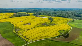 Rzepakowe pola widoczne z lotu ptaka, maj 2024 r. - zdjęcie 39