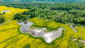 Rzepakowe pola widoczne z lotu ptaka, maj 2024 r. - zdjęcie 33