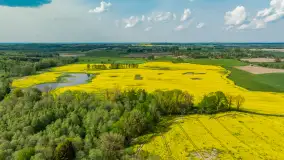 Rzepakowe pola widoczne z lotu ptaka, maj 2024 r. - zdjęcie 43